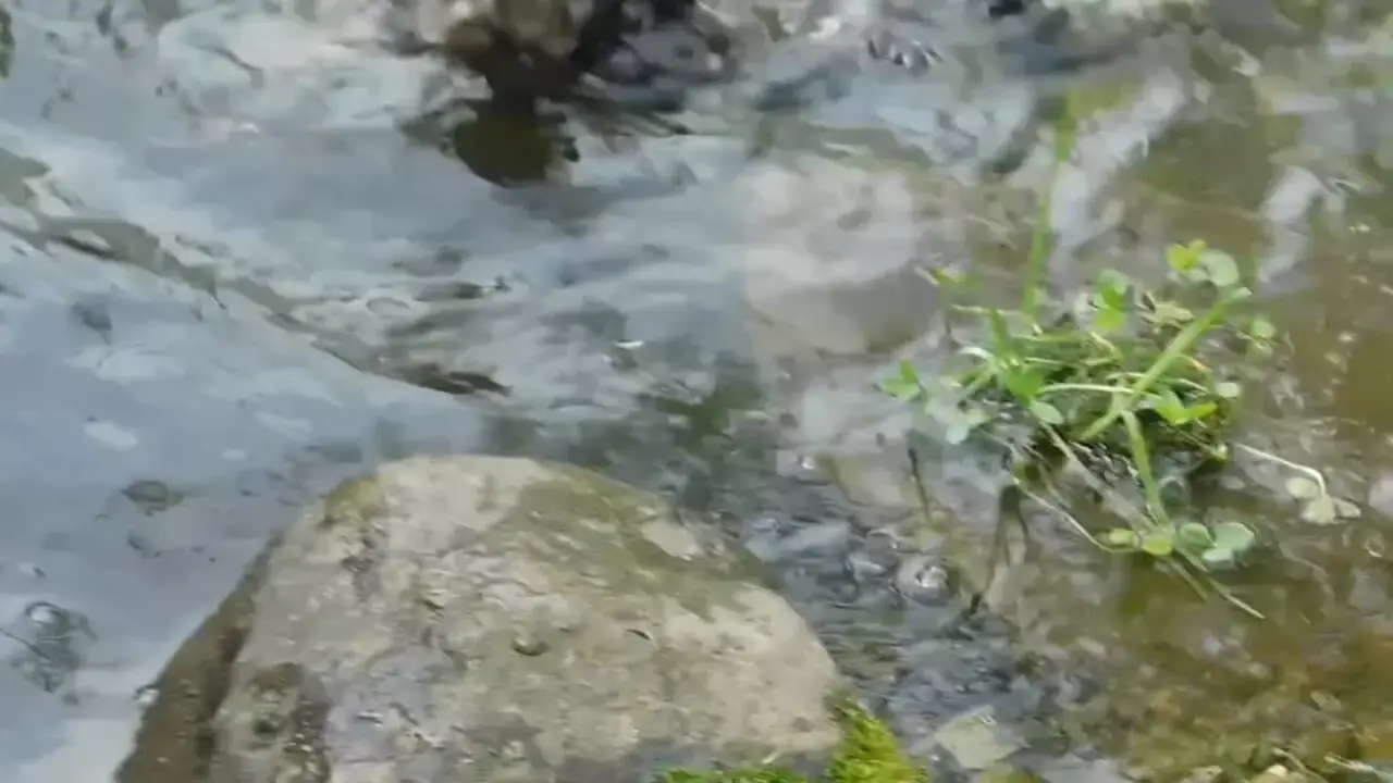 کمین و حمله برقآسای گاوغوک به یک سار