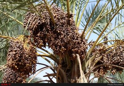 پیشبینی میشود امسال ۲۳۰ هزار تن خرما در استان تولید شود
