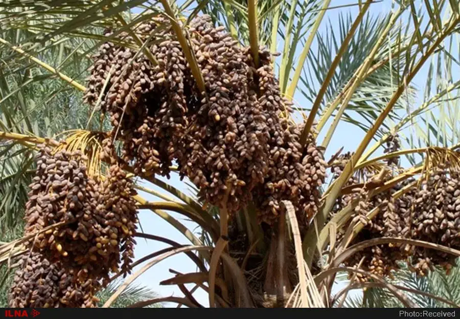 پیش‌بینی می‌شود امسال ۲۳۰ هزار تن خرما در استان تولید شود