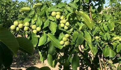  پیش بینی برداشت ۴هزار تن گردو در سلسله