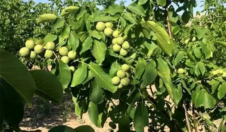 پیش بینی برداشت ۴هزار تن گردو در سلسله