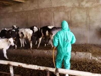 سمپاشی بیش از 220 هزار رأس دام در استان مرکزی علیه انگلهای خارجی
