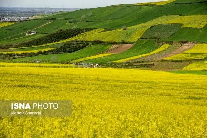  تولید ۵۳۲۴ تن کلزا در لرستان/ آغاز برنامه‌ریزی برای کشت سال زراعی جدید