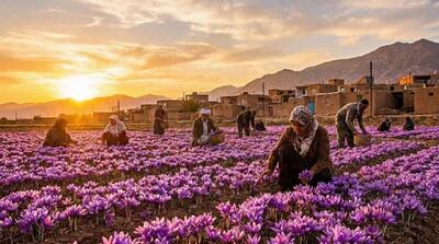 برگزاری سومین جشنواره ملی «زعفران علوی» در آبانماه/ رونمایی از تاریخ شفاهی کشت زعفران