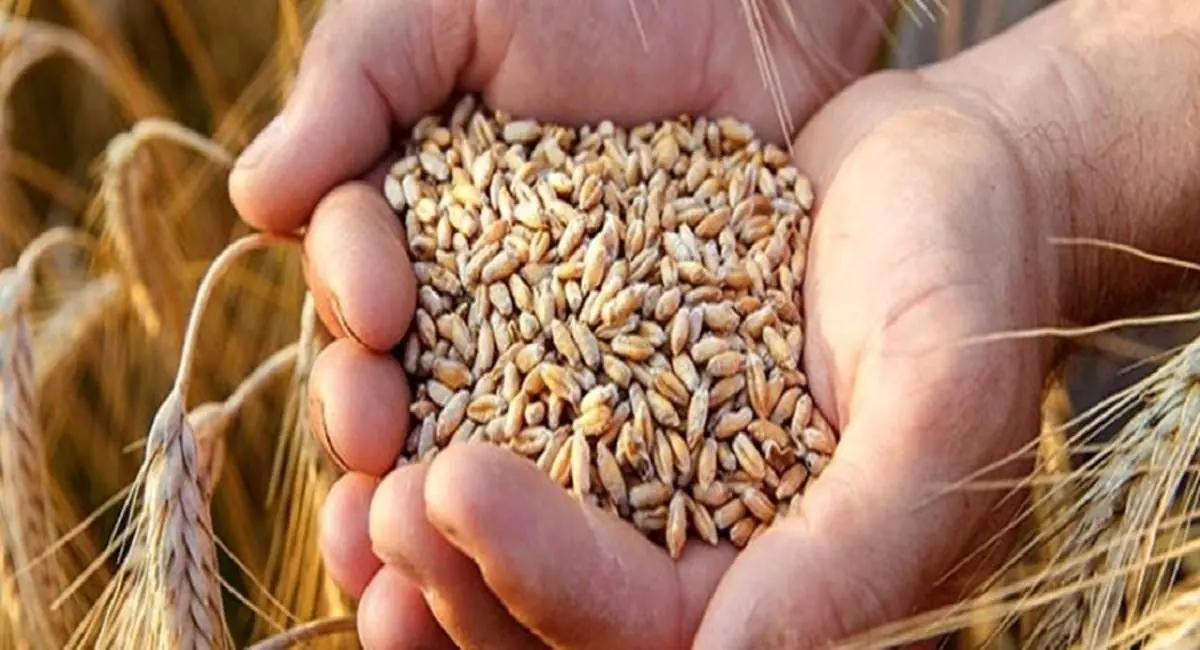 آزادسازی نرخ گندم و نان اجرا میشود؟ | جهان نیوز