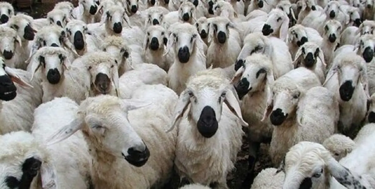  دام‌زنده ارزان شد