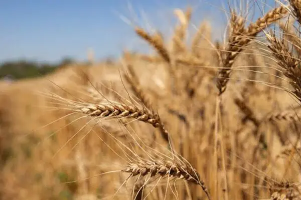 خرید تضمینی گندم در قزوین از ۲۰۶ هزار تن عبور کرد