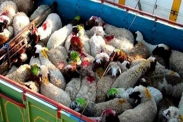 ناکامی قاچاقچیان در خروج ۲۷۱ رأس احشام قاچاق از مرزهای آذربایجان غربی