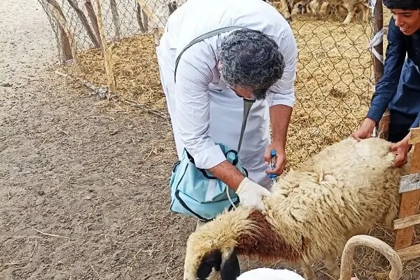 واکسیناسیون سه هزار و ۴۷۵ رأس دام سبک در دهستان چاهوک مهرستان