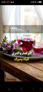 اثر ضد باکتری گیاه پنیرک