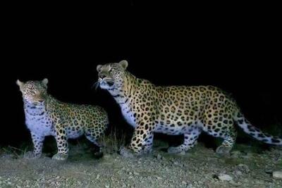 ویدئو | حضور شبانۀ پلنگ نر در منطقۀ شکارممنوع کوه سفید دماوند