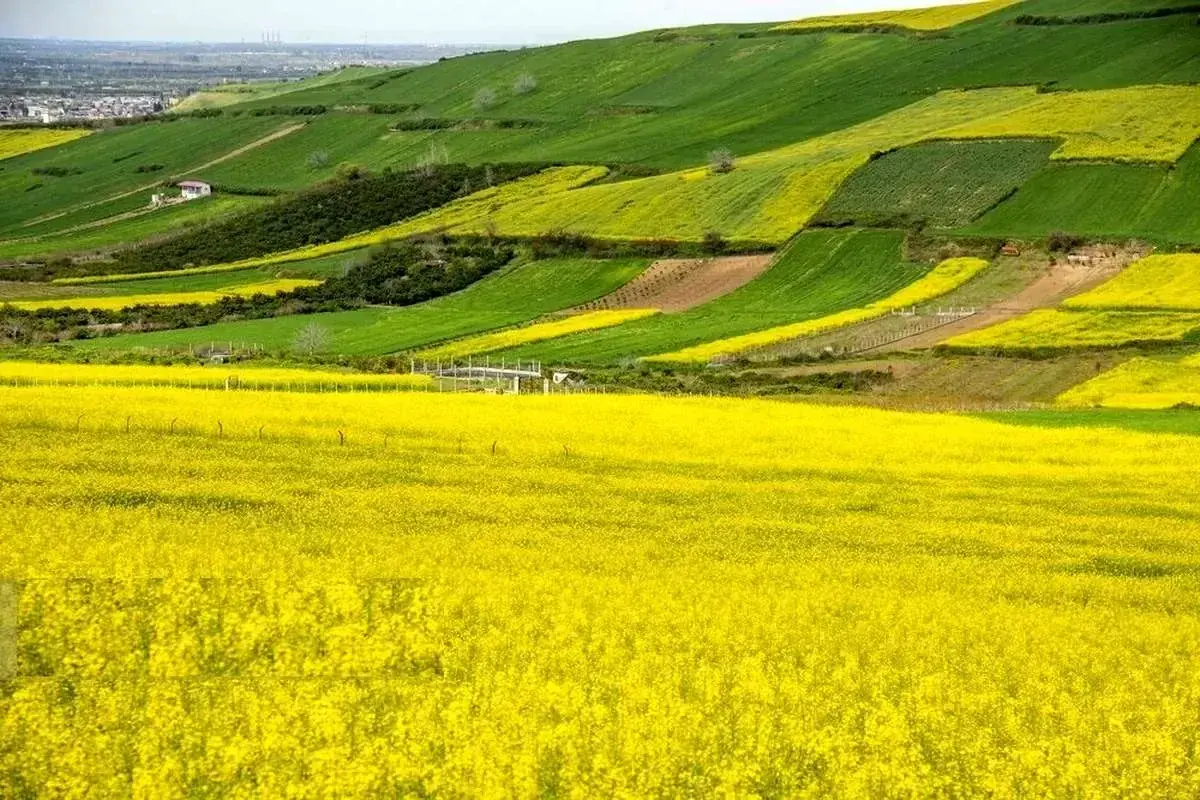  تولید بیش از ۵۳۰۰ تن کلزا در لرستان؛ آماده‌سازی برای کشت سال زراعی جدید آغاز شد