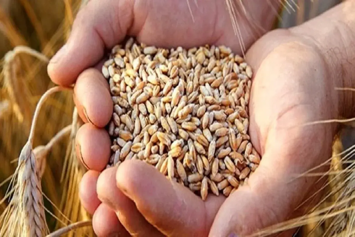 گندم مورد نیاز واحدهای خبازی تامین است / ذخایر کالاهای اساسی قابل اتکاست