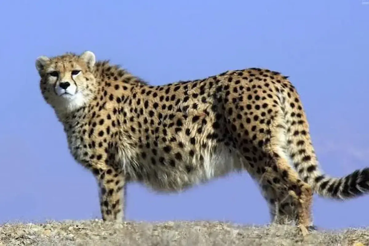 از هلیا و ۵ تولهاش چه خبر؟