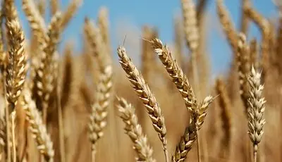  گندم مورد نیاز واحدهای خبازی تامین است / ذخایر کالاهای اساسی قابل اتکاست