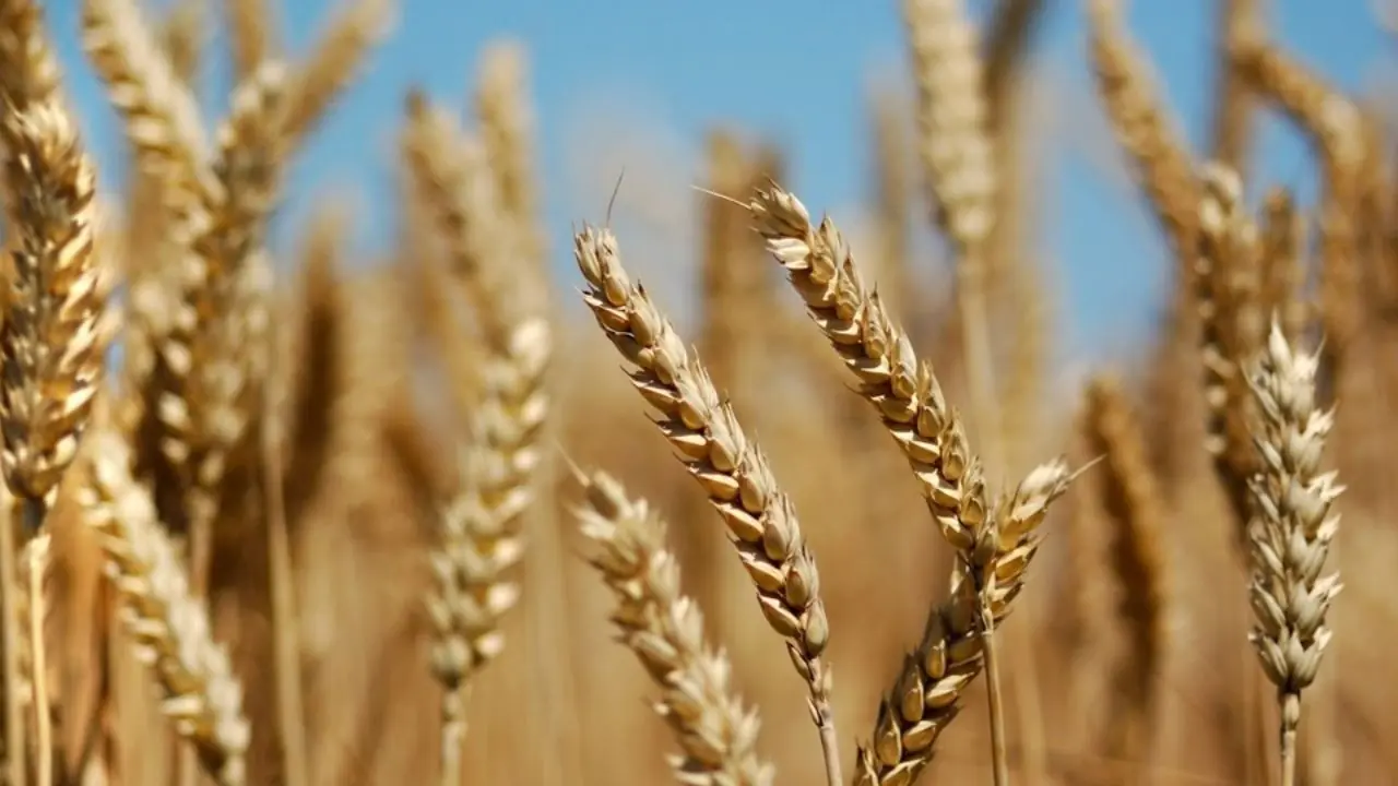 پرداخت ۵۰ همت از مطالبات گندمکاران خوزستانی