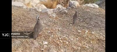 بازگشت دو کبک وحشی به زیستگاه طبیعی در فیروزآباد