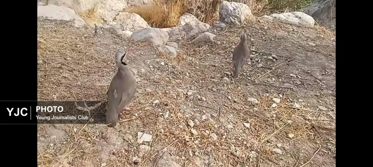 بازگشت دو کبک وحشی به زیستگاه طبیعی در فیروزآباد