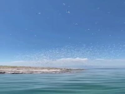  حضور پرندگان در جزایر دریاچه ارومیه