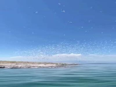  جزایر دریاچهٔ ارومیه میزبان پرندگان شدند