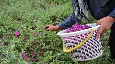  رشد ۸۵ درصدی کشت گیاهان دارویی در سیستان و بلوچستان