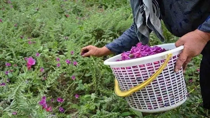 رشد ۸۵ درصدی کشت گیاهان دارویی در سیستان و بلوچستان