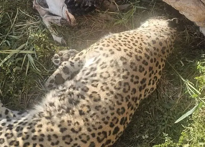 علت مرگ پلنگ عباسآباد مشخص شد