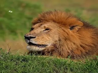 مهمانی مگسها روی صورت شیر