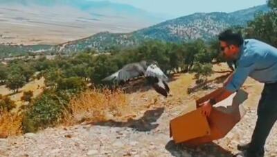 پرواز دوبارهٔ ۲ عقاب در آسمان دالاهوی کرمانشاه