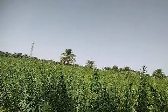 پیشبینی برداشت ۷۶ تُن دانه روغنی کنجد در آبادان