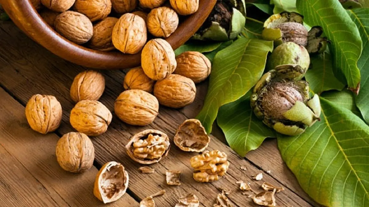 گردو را کجا نگهداریم؟ یخچال یا فریزر؛ کدام بهتر است؟