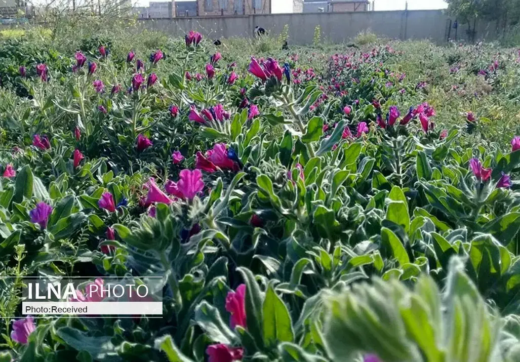 رشد ۸۵ درصدی کشت گیاهان دارویی در سیستان و بلوچستان