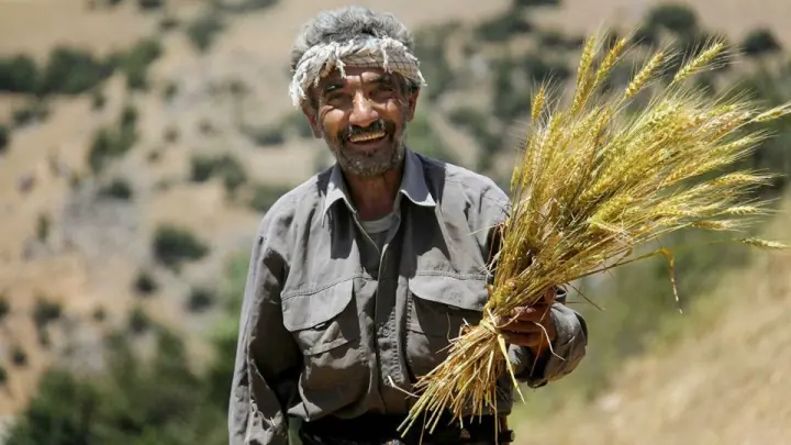 نماینده مجلس: ۱۱۰ همت برای پرداخت طلب گندمکاران تصویب شد
