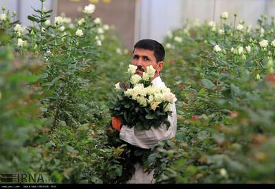  رشد ۳۰ درصدی تولید گل در آذربایجان‌غربی/ بیش از ۲ میلیون شاخه رُز برداشت شد