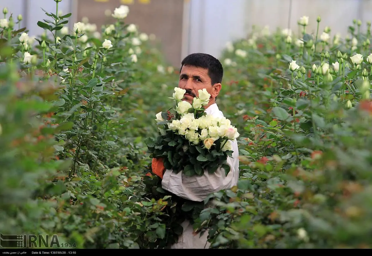 رشد ۳۰ درصدی تولید گل در آذربایجانغربی/ بیش از ۲ میلیون شاخه رُز برداشت شد