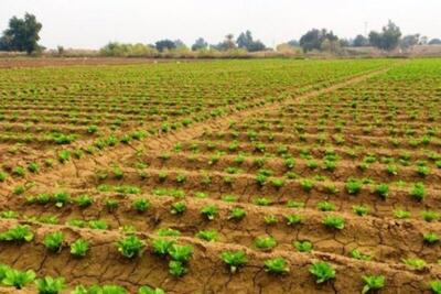  پیشرفت ۹۰ درصدی ثبت هزینه تولید محصولات زراعی در خوزستان