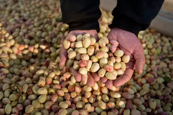 کرمان و فرصت طلایی مغز سبز پسته؛ عبور از خامفروشی با توسعه صنایع تبدیلی