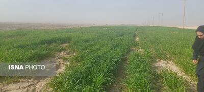  کشت ارزن؛ محصول کم آب‌بر و پربازده کشاورزی در شرایط کم‌آبی
