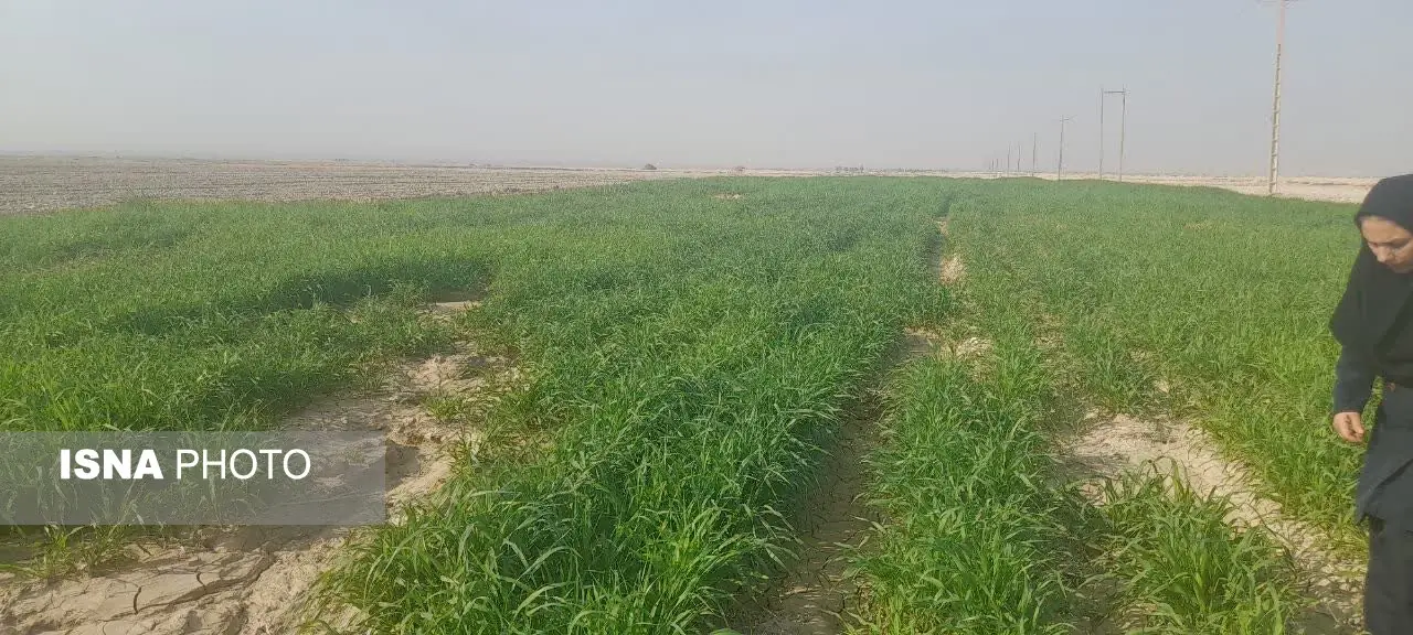 کشت ارزن؛ محصول کم آببر و پربازده کشاورزی در شرایط کمآبی