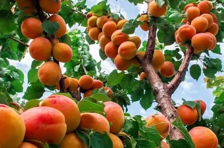 برداشت ۲۵ هزار تن زردآلو از باغهای فارس