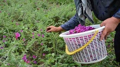  رشد ۸۵ درصدی کشت گیاهان دارویی در سیستان و بلوچستان