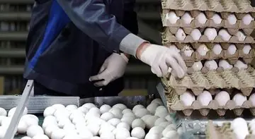 قیمت واقعی تخممرغ چقدر است؟