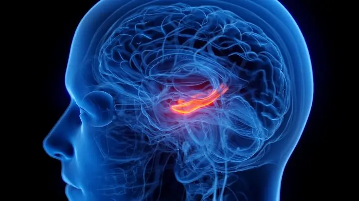  کوچک شدن مرکز حافظه مغز در افراد افسرده