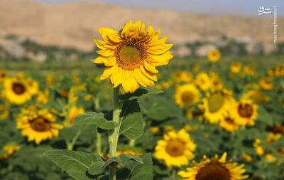  عکس/ مزارع گل‌های آفتابگردان در خراسان‌شمالی