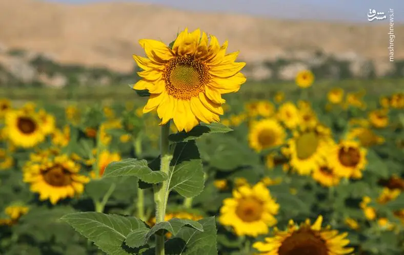 عکس/ مزارع گلهای آفتابگردان در خراسانشمالی