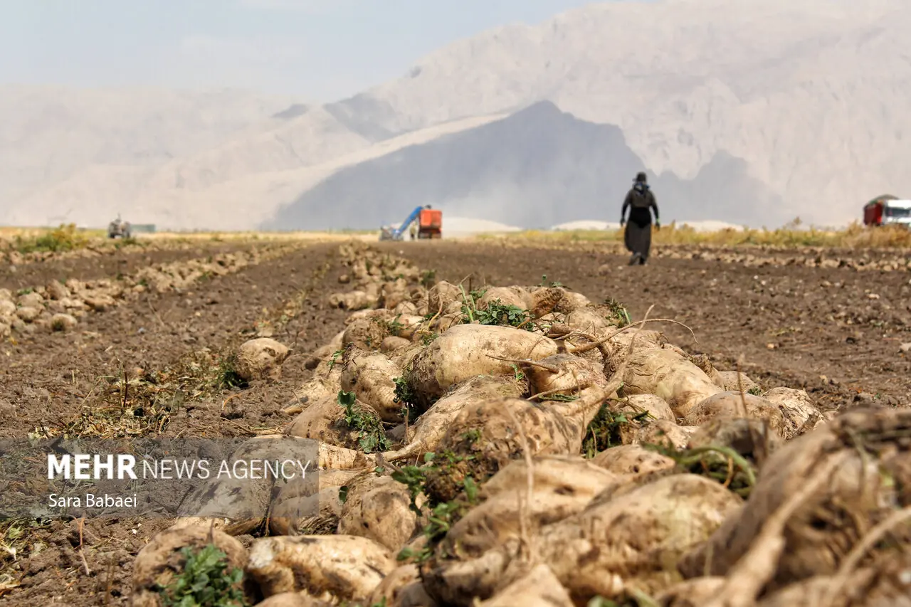 معاون جهاد کشاورزی کرمانشاه: بذر باکیفیت چغندر قند بهموقع تأمین شود