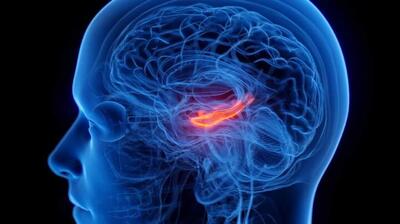 میگنا - کوچک شدن مرکز حافظه مغز در افراد افسرده