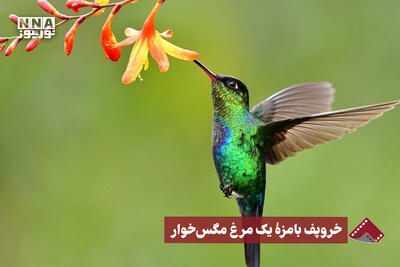  نورنما | خروپف بامزه یک مرغ مگس‌خوار