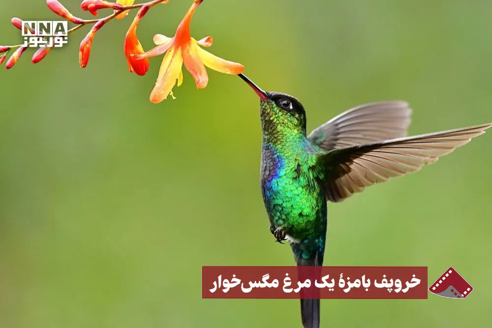 نورنما | خروپف بامزه یک مرغ مگسخوار