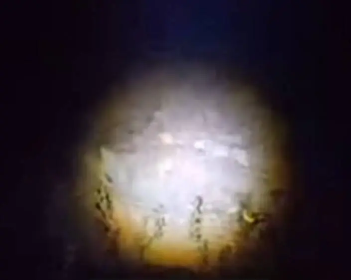 مشاهده پلنگ در دماوند